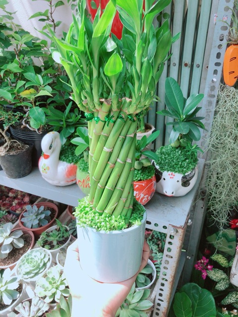 Chậu Trúc Phát Tài