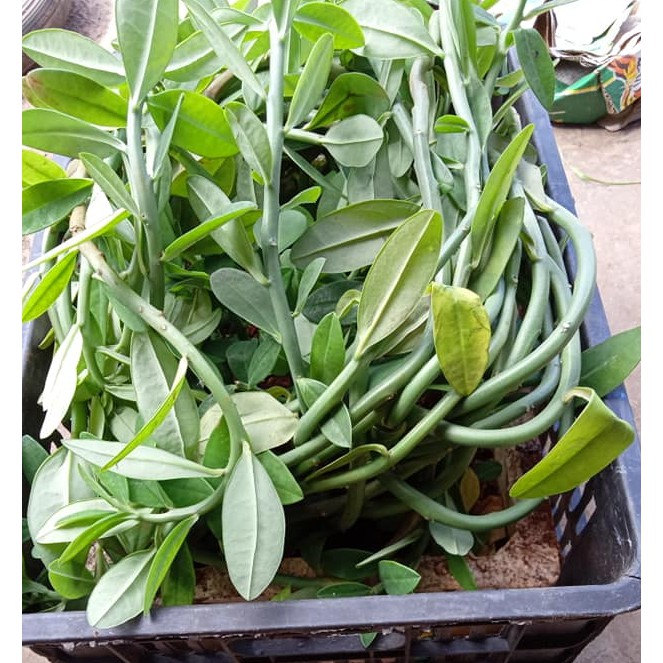 CÂY GIỐNG THẠCH ANH