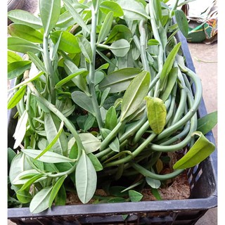CÂY GIỐNG THẠCH ANH