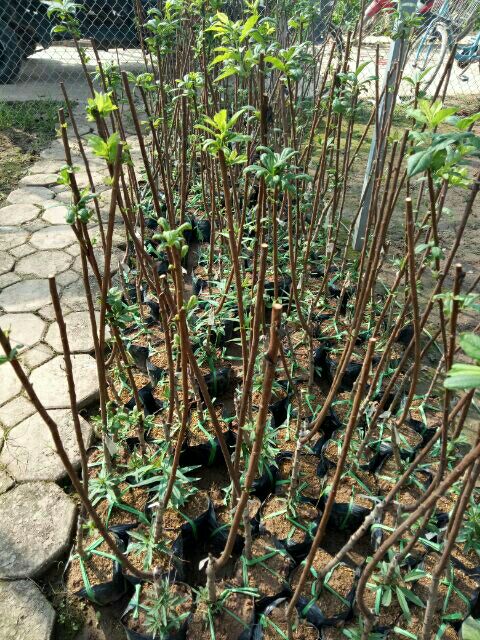 CÂY GIỐNG MẬN ĐƯỜNG ÚC . HÀNG NHẬP KHẨU