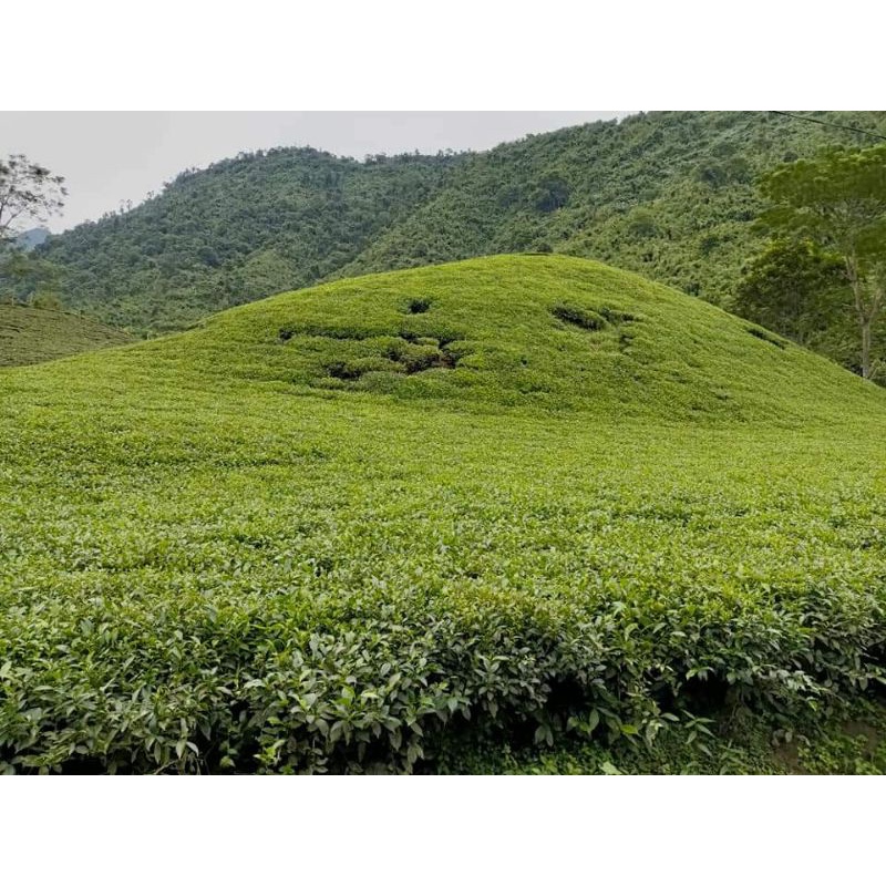 500g Trà Thái Nguyên thơm ngon