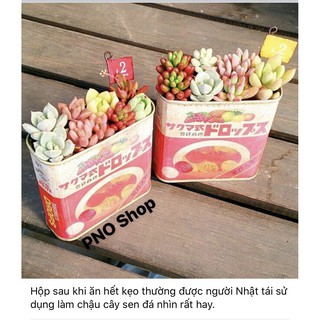 Kẹo trái cây Mộ Đom Đóm