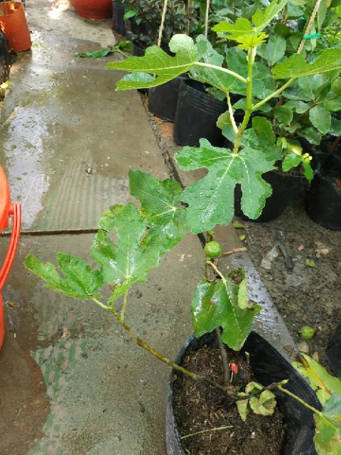 Sung mỹ trái tím