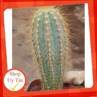 Xương rồng trụ xanh dương 8 cạnh🍏 |FREESHIP| 🔥 XỨ NÓNG, ĐÃ THUẦN KHÍ HẬU, KHOẺ ĐẸP 🍏 LỖI 1 ĐỔI 1
