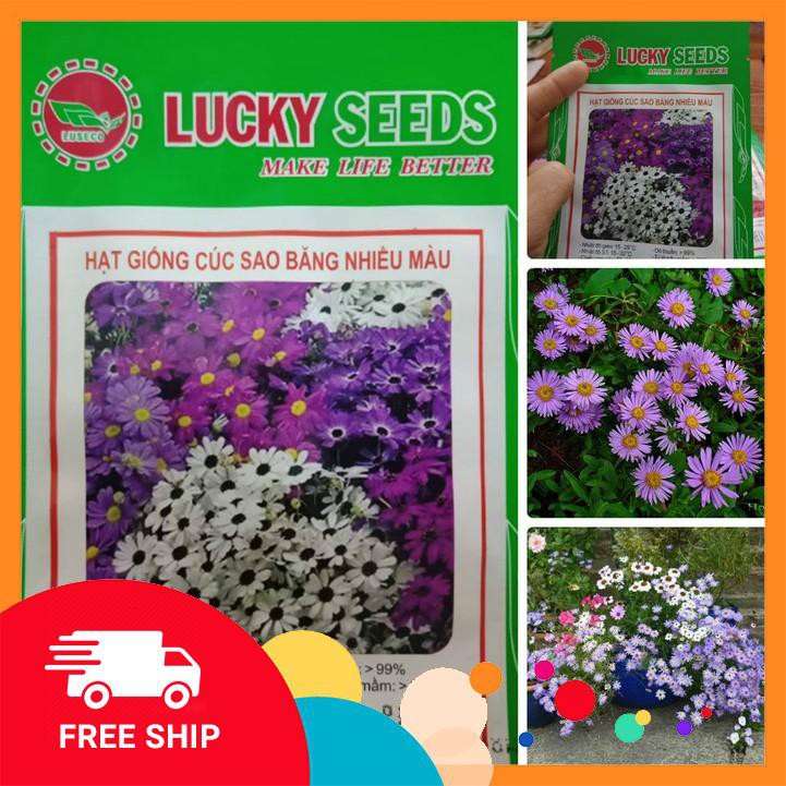 SET 2 gói hạt giống hoa cúc sao băng nhiều màu LÌ XÌ 2 phân bón