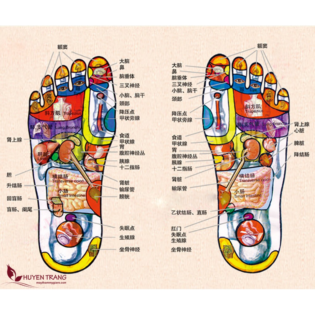 Thuốc Bắc Ngâm Chân Thải Độc Giảm Hôi Chân, Đau Lưng, Giúp Ngủ Ngon, Massage Foot Trong Spa Đông Y