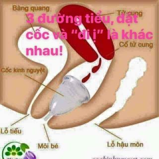 Cốc nguyệt san