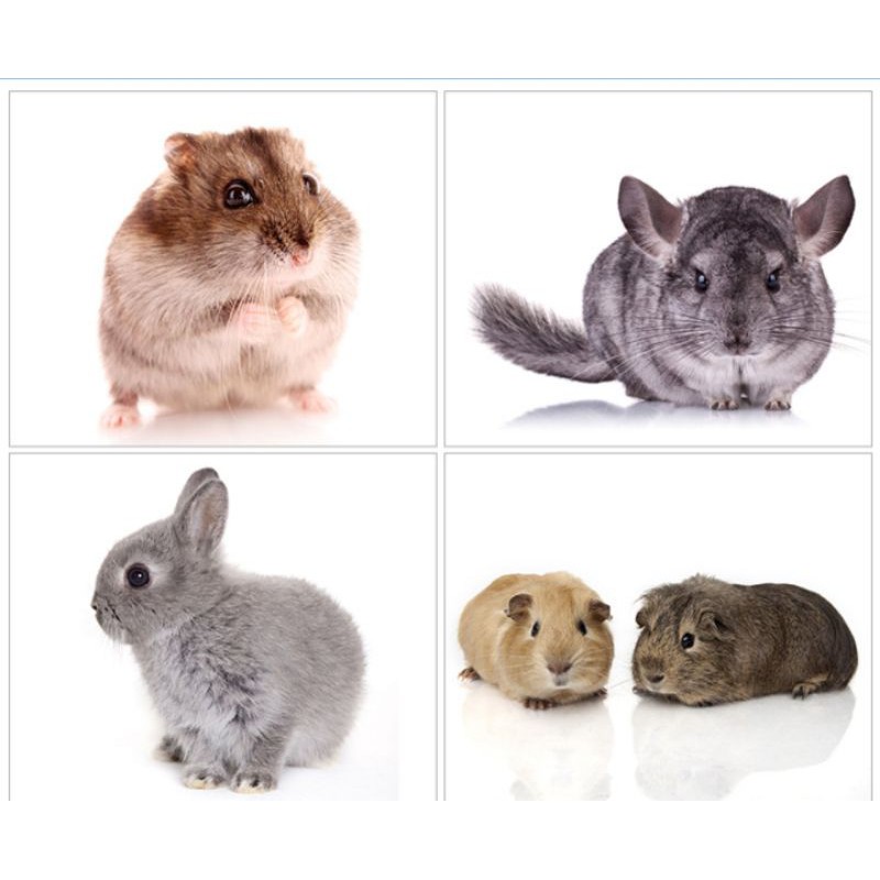 Đá làm mát, đá tản nhiệt cho Thỏ, bọ ú, hamster đủ size ,size đại 30x30cm