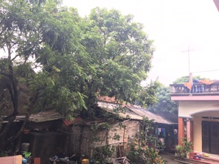 Long Nhãn Hưng Yên chuẩn sạch
