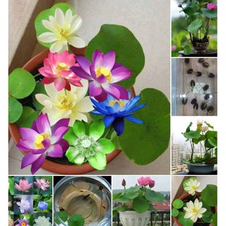 hạt giống sen mini nhật