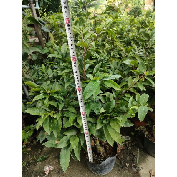 combo 2 Mai giảo thủ đức (nụ hoa tết 2023)
