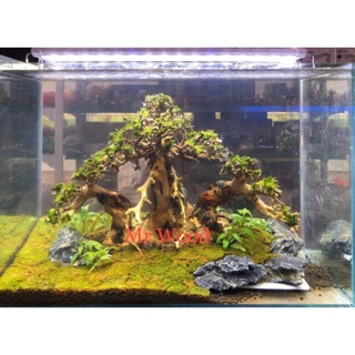 Lũa Bonsai Ba Thân Cho Hồ Thuỷ Sinh- Cao 25 dài 40- Xưởng Mr Wood