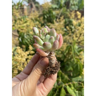 Sen đá sỏi Hồng cam gốc thụ mini