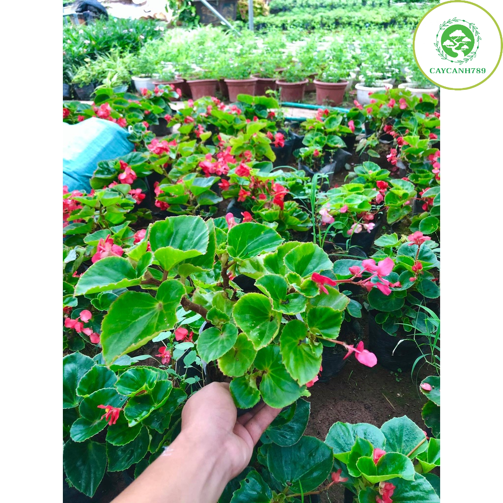 Cây hoa thu hải đường  đang hoa (Ảnh thật)
