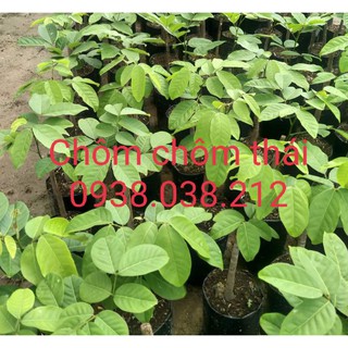 Cây giống chôm chôm thái