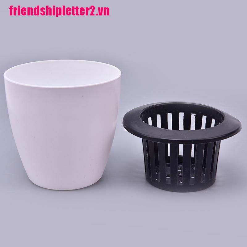 Cây Thủy Canh Thấm Hút Nước Tiện Lợi