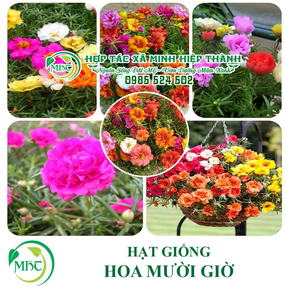 Hạt giống hoa mười giờ