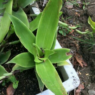 5 cây giống lược vàng