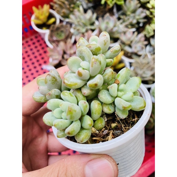 SEN ĐÁ SỎI KẸO NGỌT NGÀO // ĐÃ THUẦN // DỄ TRỒNG