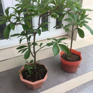 Cây lộc vừng lá nhỏ