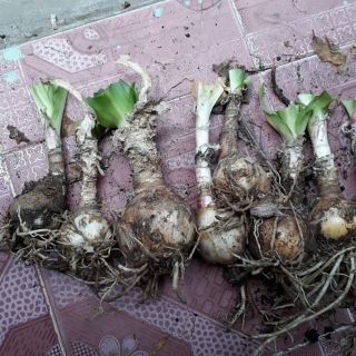 Củ giống trinh nữ hoàng cung
