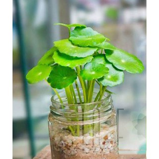 Hạt giống cỏ đồng tiền ( gói 50 hạt )