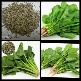 Hạt Giống Rau Cải Bó Xôi Papai (Rau Bina, Rau Chân Vịt) chịu nhiệt