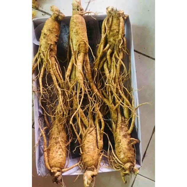 Nhân sâm nguyên củ 250k/củ lớn loại 8-10 củ/kg thượng phẩm