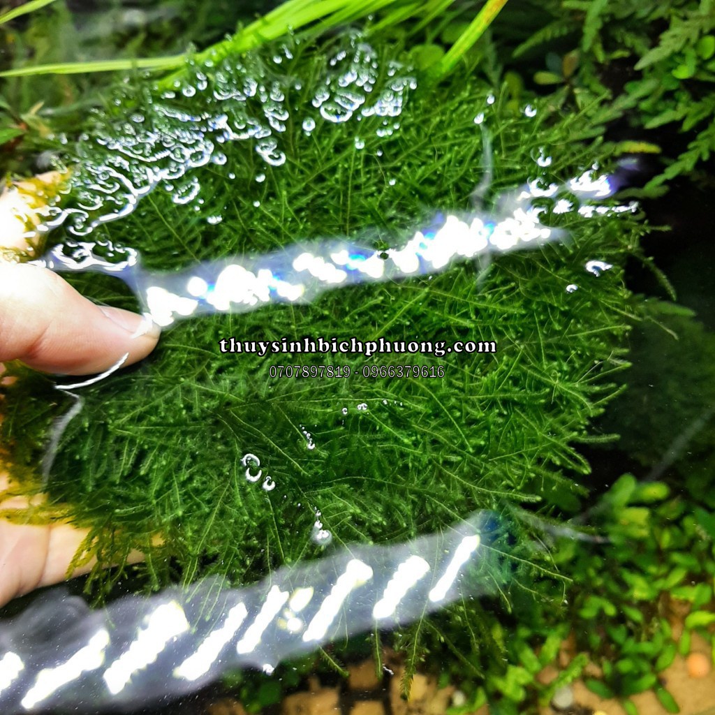 1 TẤC RÊU XMAS CHRISTMAS DÁN ĐÁ LŨA TRẢI NỀN HỒ THỦY SINH | KÍCH THƯỚC 10.10CM TO DÀY