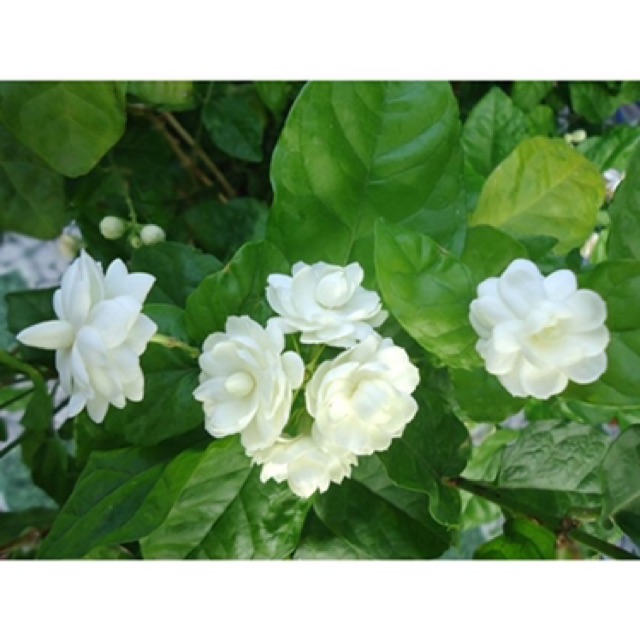 200gr Trà hoa nhài khô nguyên bông