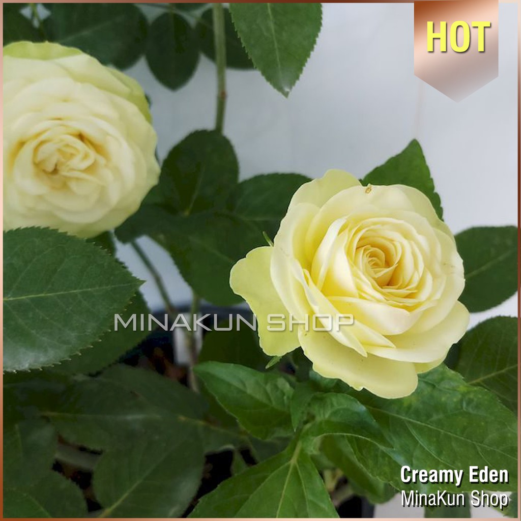 Gốc hoa hồng ngoại Creamy Eden - Shop đã ủ kích rễ, rễ trần hàng đẹp