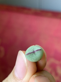 Cây Conophytum bilobum