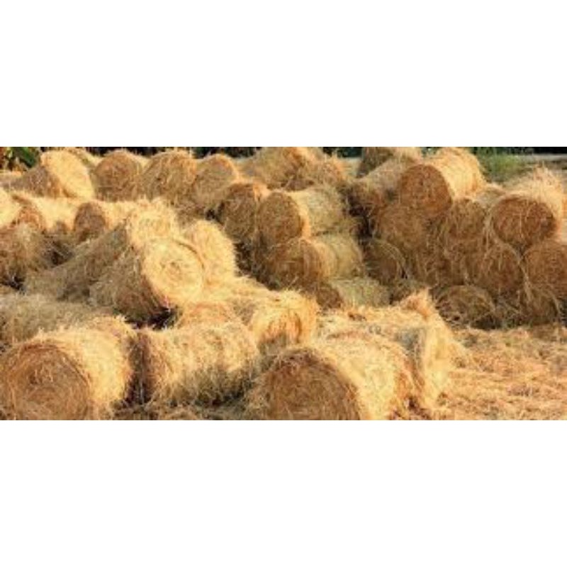 Rơm khô- Rơm trang trí- Rơm trồng cây-Rơm cho pet 500gr, rơm cuộn 13kg