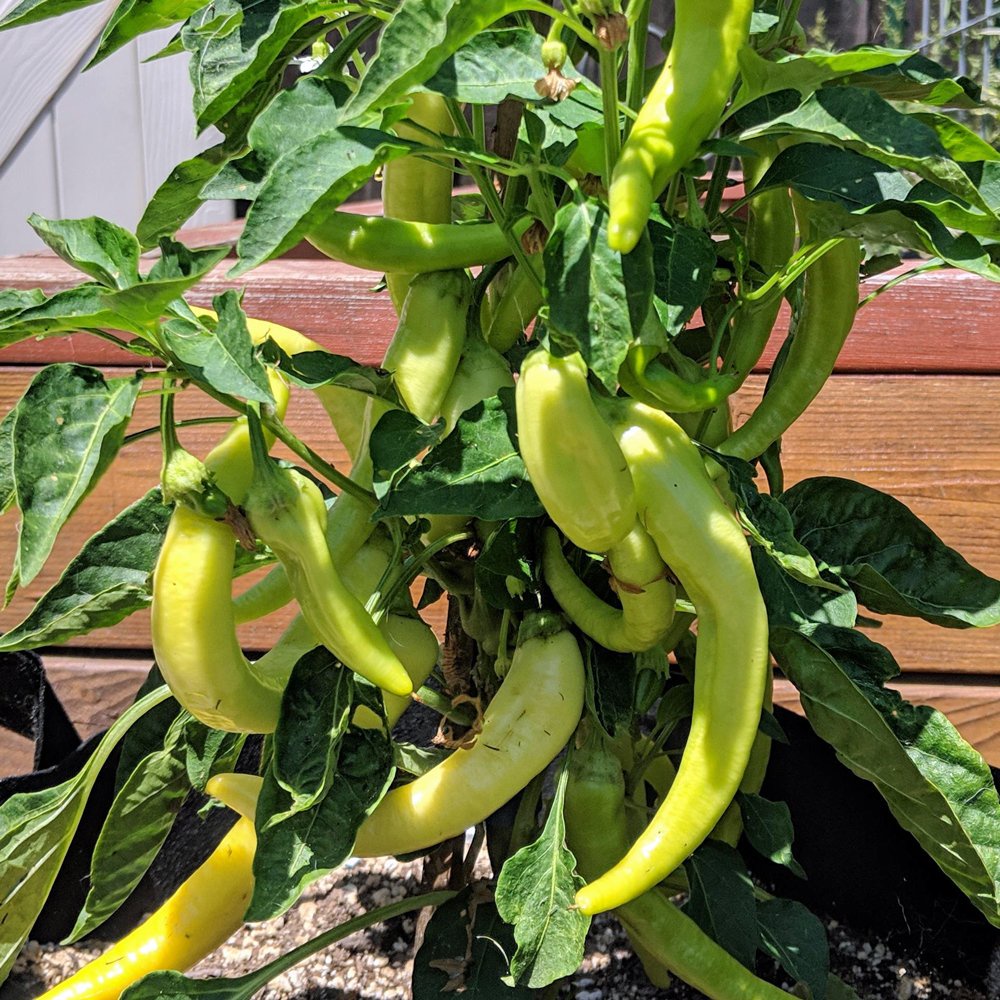 Hạt giống Ớt Chuối Ngọt (SWEET BANANA PEPPER) - 30 Hạt - Hạt nhập khẩu chọn lọc tỷ lệ nảy mầm 96%