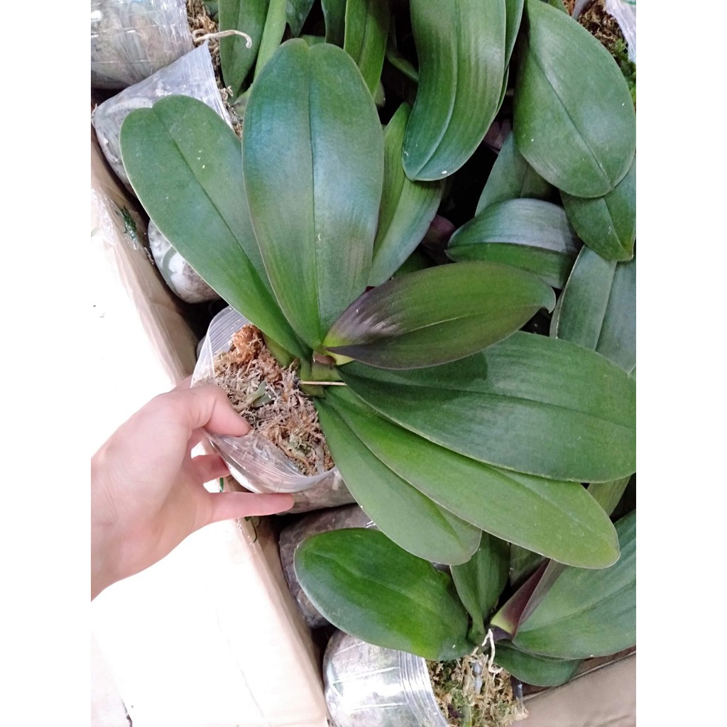 LAN HỒ ĐIỆP ĐẠI combo 3 cây