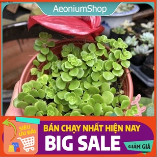 Sen Đá Sedum Vảy Cá - Xuất Xứ Đà Lạt, Lỗi 1 Đổi 1 ❣️