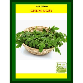 Hạt Giống Chùm Ngây 2 Gram