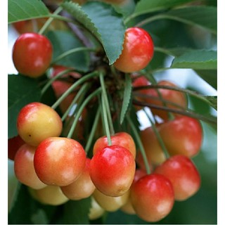 10 Hạt giống Cây Ăn Trái Cherry Đỏ (Kèm kích thích hạt nảy mầm)