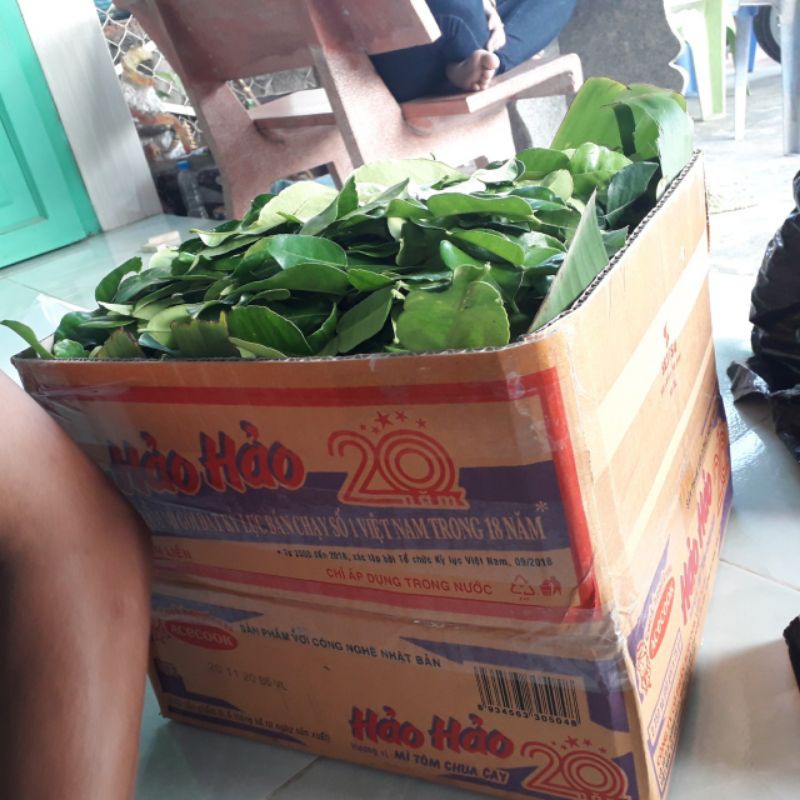 Lá chanh thái. 100g lá chúc 20k | BigBuy360 - bigbuy360.vn