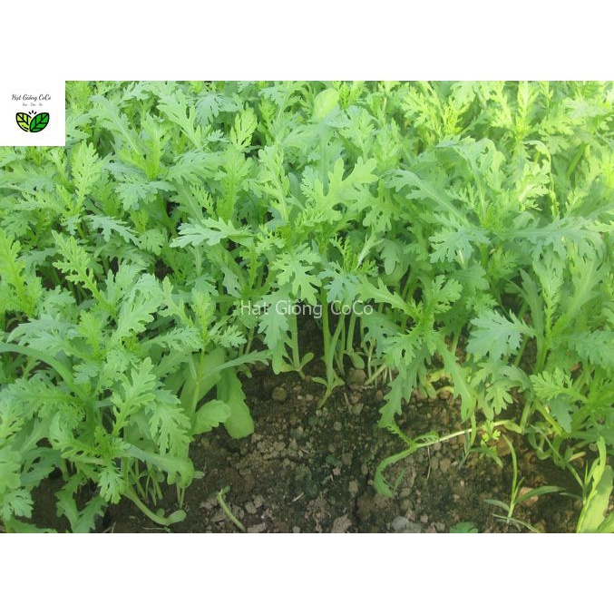 Hạt Giống Rau Tần Ô  Gói 20Gr, Dễ Trồng, Phát Triển Mạnh