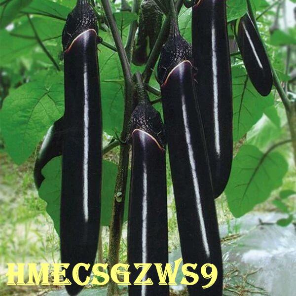 Hạt cà tím xanh Cà tím dài Cà tím dài đen Cà tím tròn 30h
