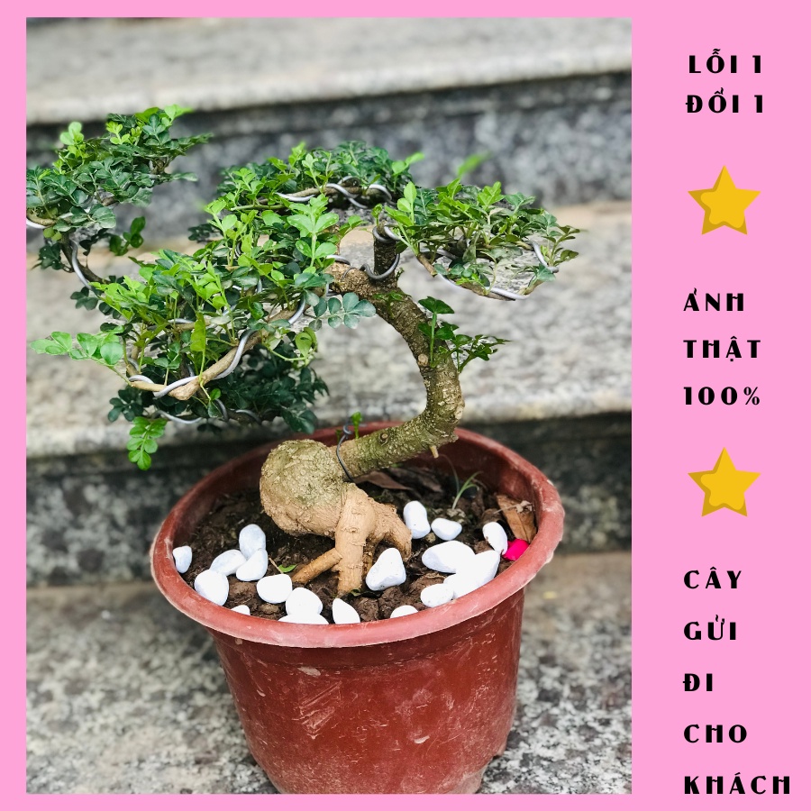 Cây cần thăng bonsai cao 40cm chỉ có 1 gốc như hình