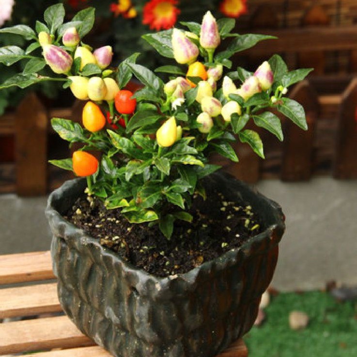 Hạt giống ớt đào tiên ( ớt bào bào đào ) - 1 gói 20 hạt