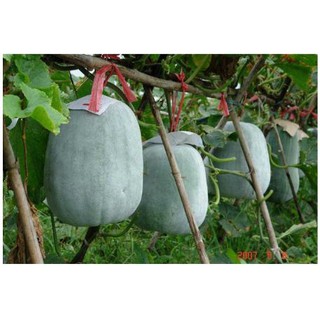 Hạt Giống Bí Trắng Khổng Lồ Tặng Kèm kích mầm và hướng dẫn