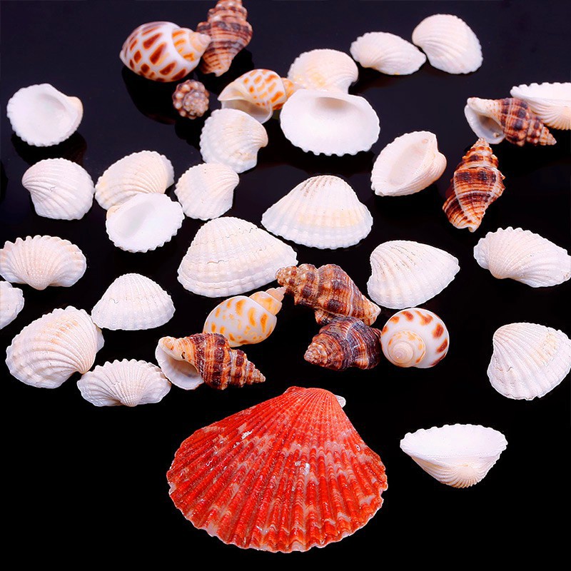 100gr vỏ sò đủ loại