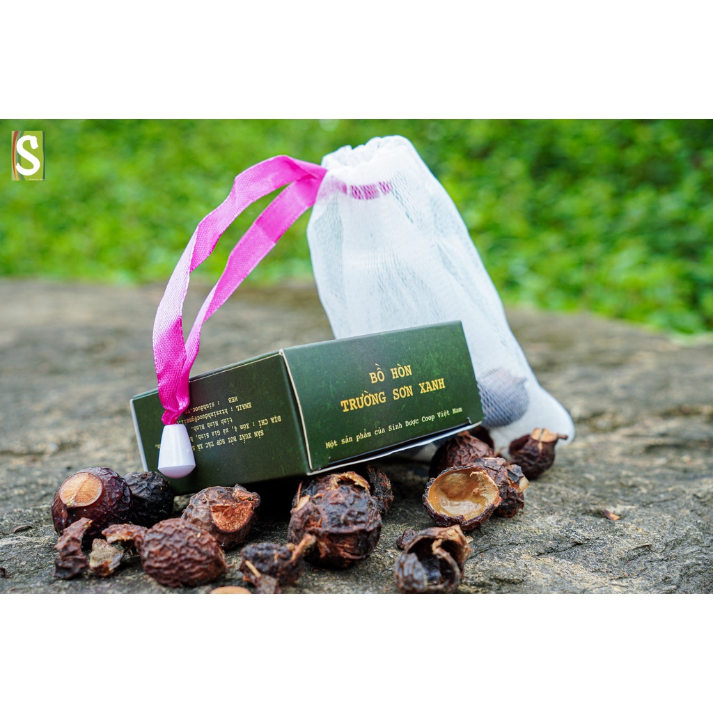 Quả bồ hòn khô Trường Sơn Xanh kèm túi lưới tiện dụng