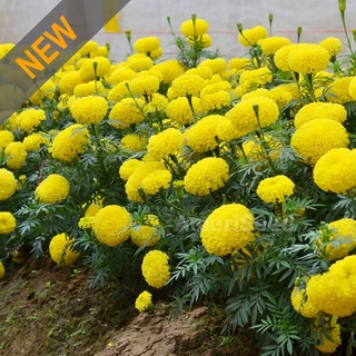 Hạt giống hoa cúc vạn thọ Mỹ màu vàng - tỷ lệ nảy mầm 90%