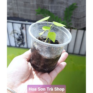 (Hỏa tốc) Cây SƯƠNG SÂM LÔNG, cây con, rễ khỏe.
