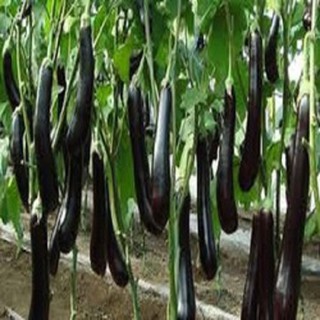 HẠT GIỐNG CÀ NÂU CƠM XANH - CÀ TÍM