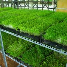 (Gói 100 hạt) Hạt giống mầm rau muốngdễ trồng kháng bệnh tốt năng suất cao-Tổng kho hạt giống giá rẻ